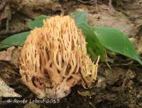 Ramaria flavigelatinosa var. flavigelatinosa image