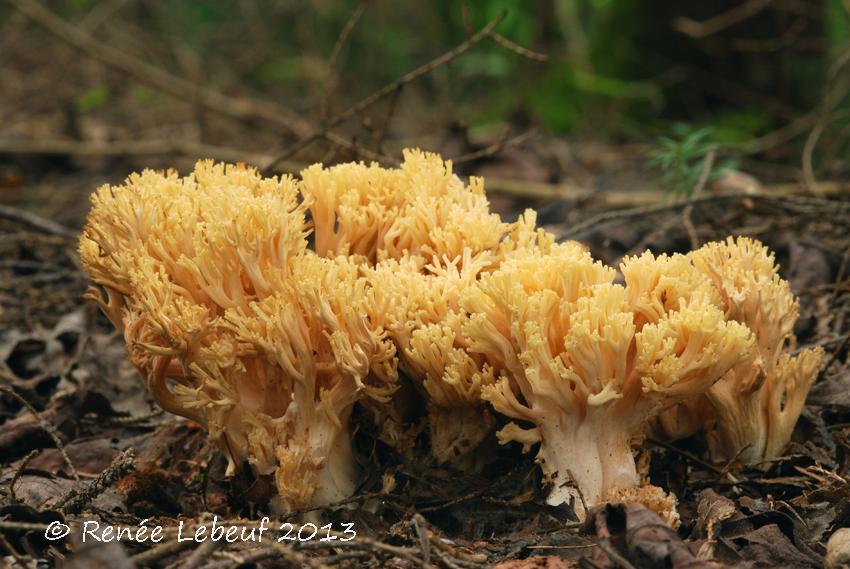 Ramaria lutea image