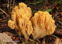 Ramaria flavigelatinosa var. carnisalmonea image