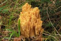 Ramaria flavigelatinosa var. carnisalmonea image