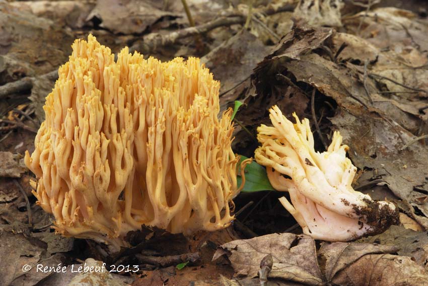 Ramaria subtilis var. subtilis image