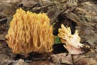 Ramaria subtilis image