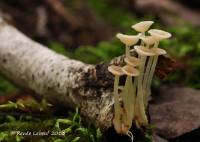 Resinomycena acadiensis image