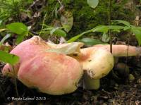 Russula cystidiosa image