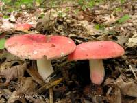 Russula cystidiosa image