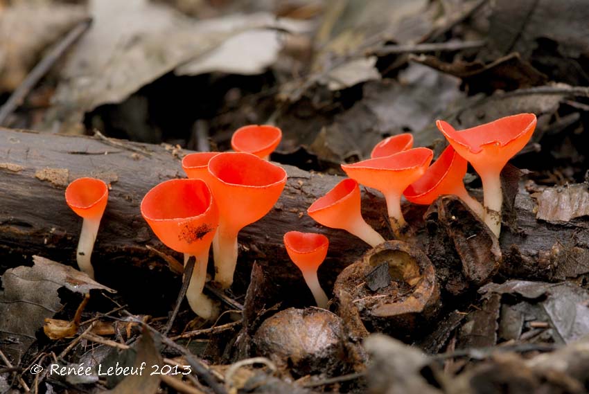 Sarcoscyphaceae image