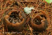 Sarcosoma globosum image