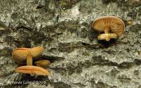 Simocybe haustellaris image