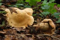 Tricholoma grave image