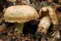 Tricholoma grave image