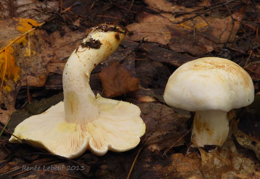 Tricholoma image