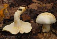 Image of Tricholoma sulphurescens