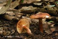 Tricholoma ustaloides image