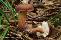 Tylopilus badiceps image