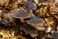 Agrocybe firma image