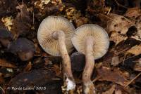 Agrocybe firma image