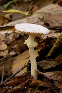 Amanita abrupta image