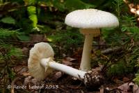 Amanita abrupta image