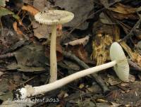 Amanita rhacopus image