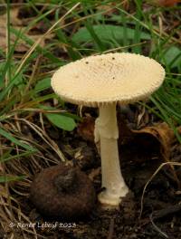 Amanita crenulata image