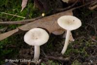 Amanita farinosa image