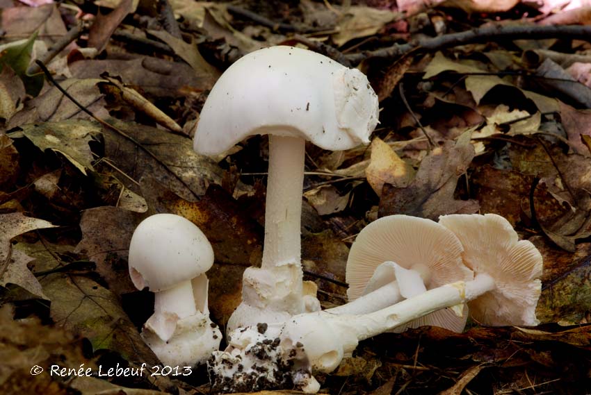 Amanita magnivelaris image