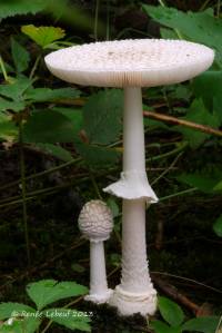 Amanita multisquamosa image