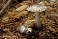 Amanita onusta image