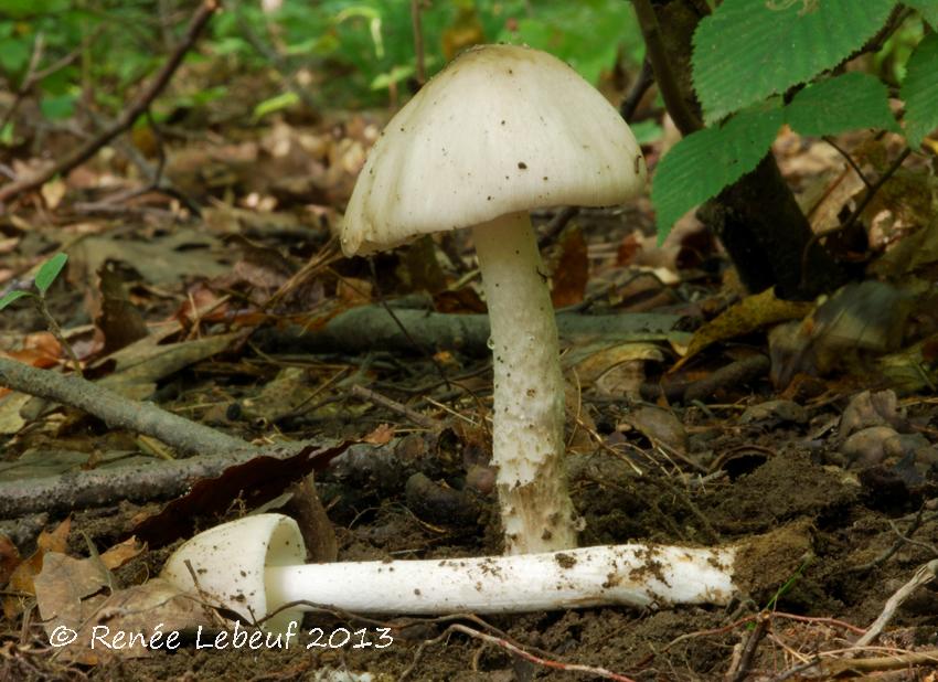 Amanita submaculata image