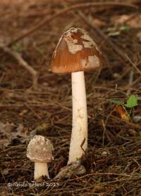 Amanita rhacopus image