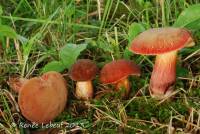 Boletellus intermedius image