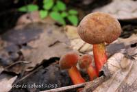 Boletellus intermedius image