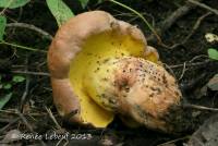 Butyriboletus taughannockensis image