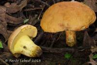 Butyriboletus taughannockensis image