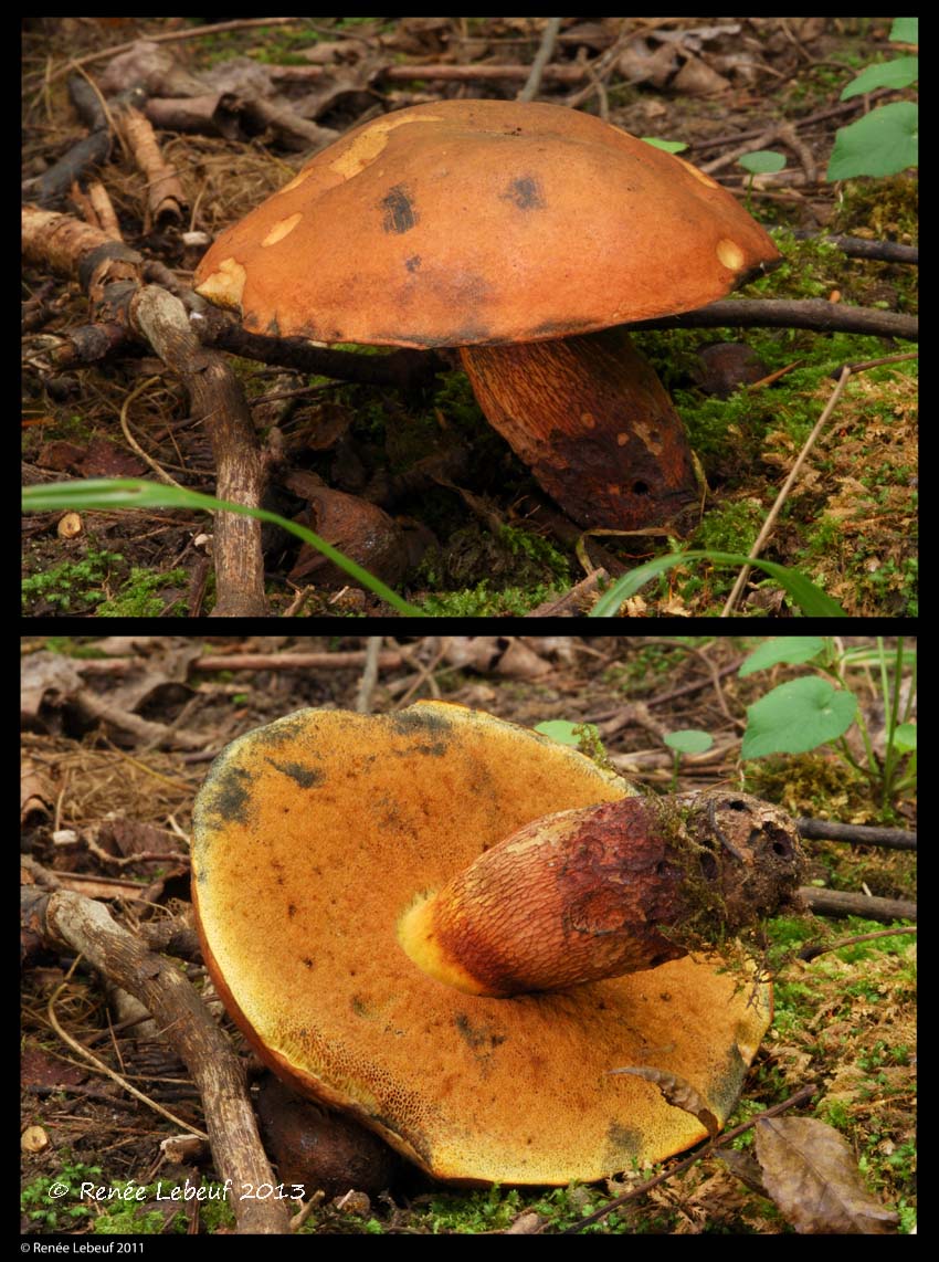 Boletus luridus image