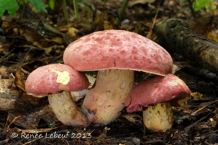 Boletus roseopurpureus image