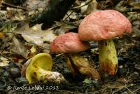 Boletus roseopurpureus image