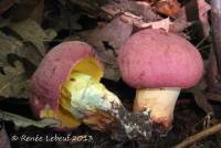 Boletus roseopurpureus image