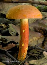 Boletus sensibilior image