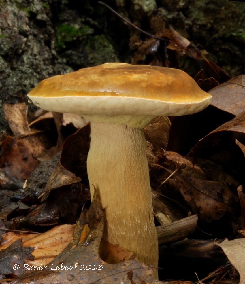 Boletus variipes image