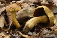 Boletus vermiculosoides image