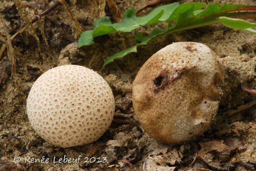 Lycoperdon rimulatum image