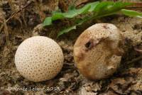 Image of Lycoperdon rimulatum