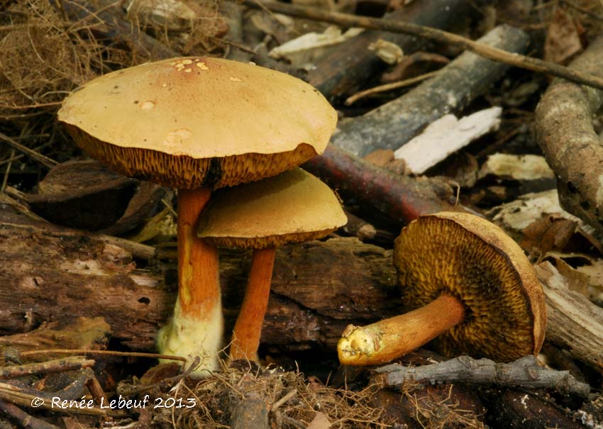 Chalciporus piperatoides image