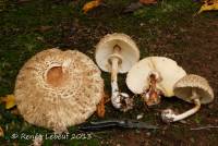 Chlorophyllum olivieri image