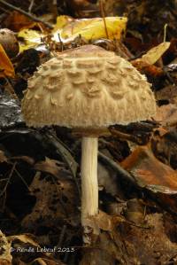 Chlorophyllum olivieri image