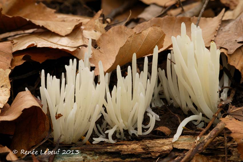 Clavaria fragilis image