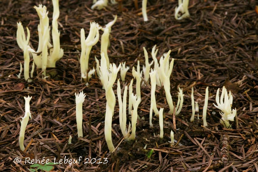 Clavulinaceae image