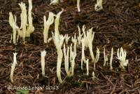 Image of Clavaria canaliculata