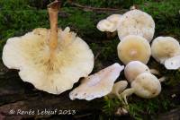 Clitocybe truncicola image